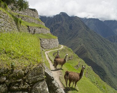 Llama greetings