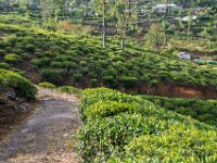 Haputale - tea plantation