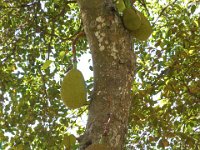 Jackfruit near Udawalawe