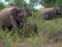 Udawalawe -Many elephants